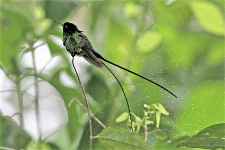 Met in totaal 28 endemische vogels om te zien