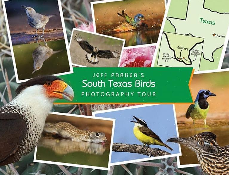 Dit maakt veel vogels uit Zuid-Texas populaire doelsoorten voor bezoekende vogelaars
