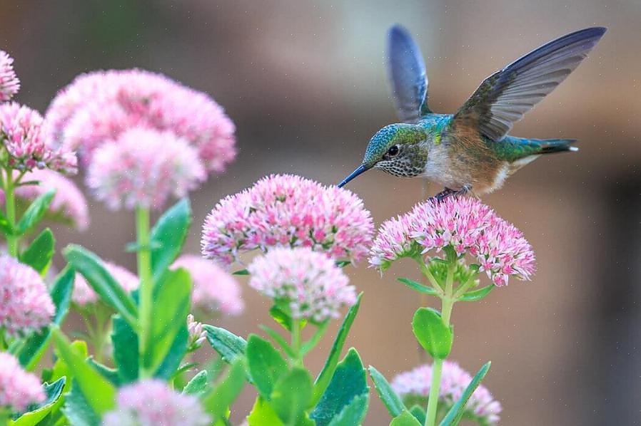 Kolibries aan je levenslijst toevoegen kan gemakkelijker zijn dan je denkt als je eenmaal begrijpt