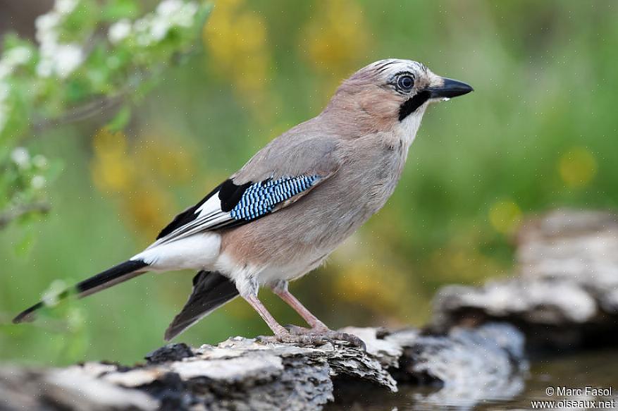 Tijdens het foerageren halen Euraziatische Vlaamse gaaien insecten uit het gebladerte of schuren ze de grond