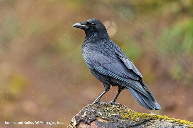 De Europese kraai is een van de meest verspreide vogels in Noord-Europa