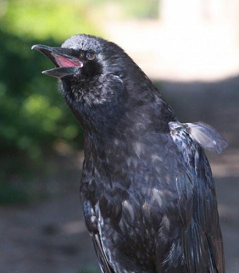 De viskraai is een andere vogel die vaak wordt verward met Europese kraaien