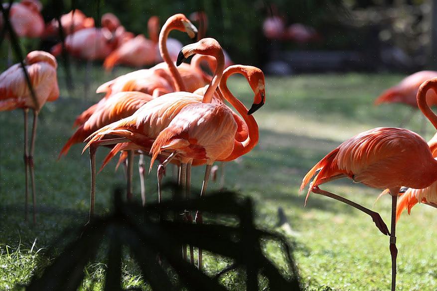 Maar ze kunnen verrassend gemakkelijk te zien zijn voor vogelaars die flamingo's aan hun levenslijst willen