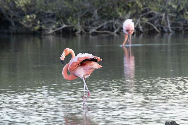 Caribische flamingo