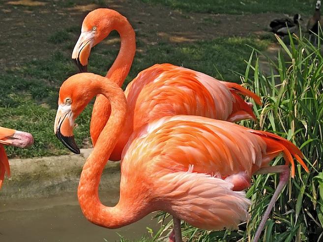 Europese flamingo's zijn te vinden in grote
