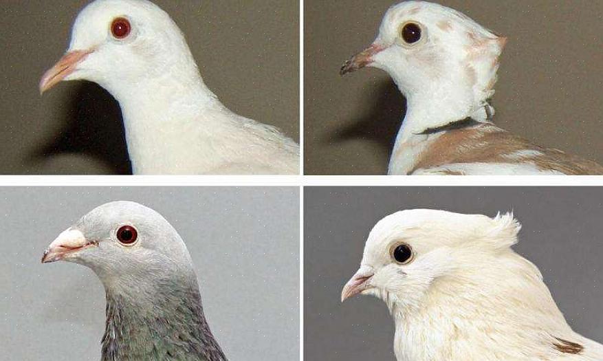 De brede rode vlek met blote huid rond het gele oog geeft deze vogel ook een gedurfde