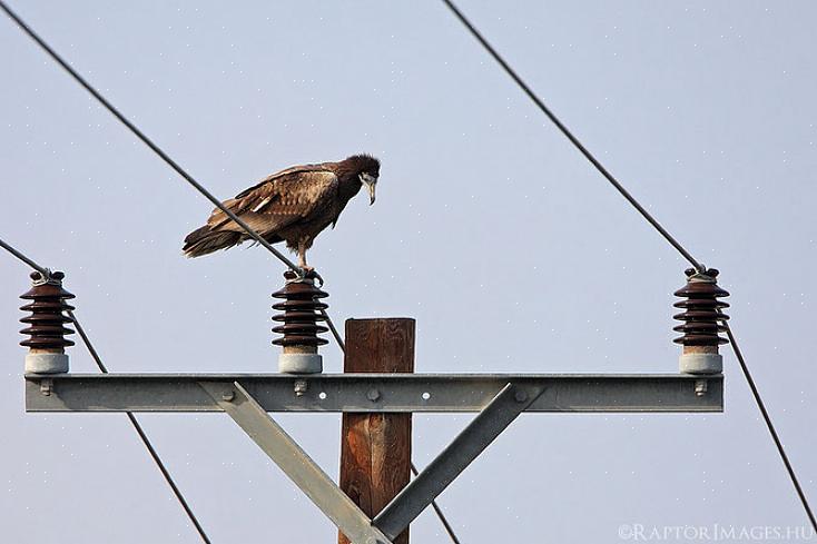 Maar deze statige vogels worden geconfronteerd met een breed scala aan onheilspellende bedreigingen