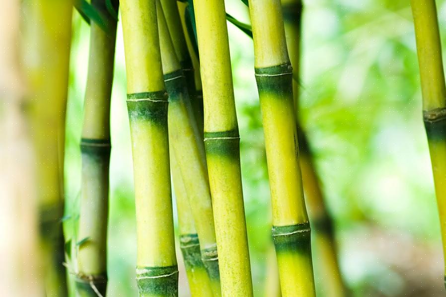 Hoewel bamboe over het algemeen een snelgroeiende plant is